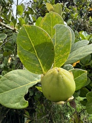 Schultesianthus coriaceus