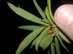 Pimelea longifolia