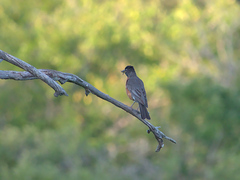 Turdus migratorius image