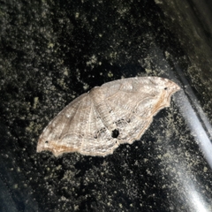 Coelurotricha curvilinea