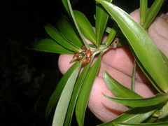 Pimelea longifolia