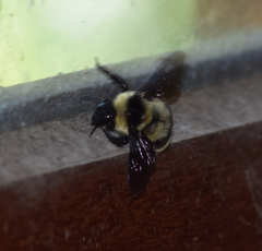 Bombus brasiliensis