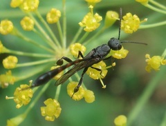 Gasteruption assectator