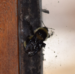 Bombus brasiliensis