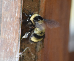 Bombus brasiliensis