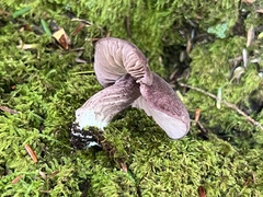 Trichopilus