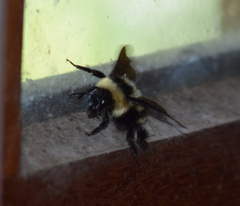 Bombus brasiliensis