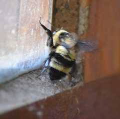 Bombus brasiliensis