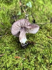 Trichopilus