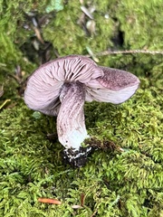 Trichopilus