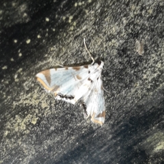 Eoparargyractis