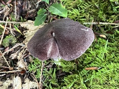 Trichopilus