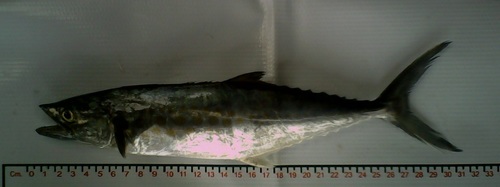 Pacific sierra (Scomberomorus sierra) — Scombridae — 5