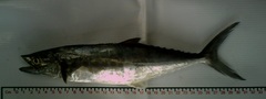 Scomberomorus sierra
