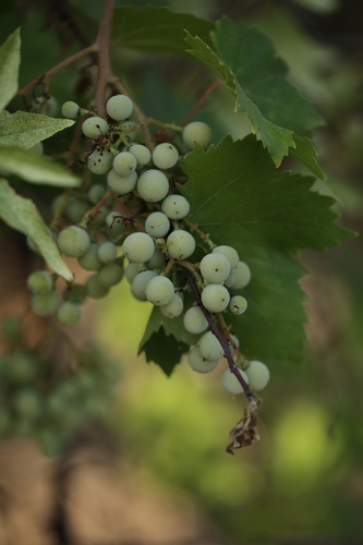 Vitis vinifera ssp. sylvestris