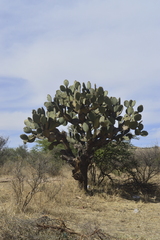 Opuntia durangensis