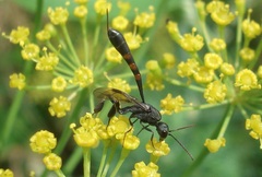 Gasteruption assectator