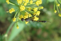 Gasteruption assectator