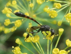 Gasteruption assectator