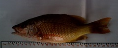 Lutjanus argentiventris