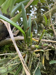 Epidendrum moritzii