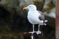 Larus marinus