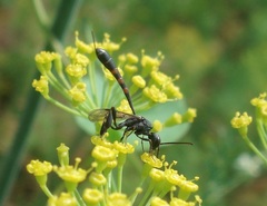 Gasteruption assectator