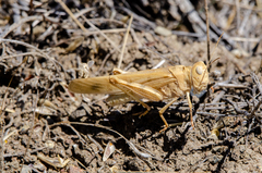 Dissosteira spurcata