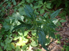 Epilobium obscurum