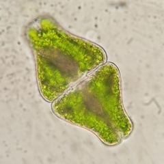 Euastrum ansatum