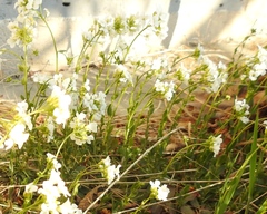 Arabidopsis halleri