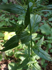 Epilobium obscurum