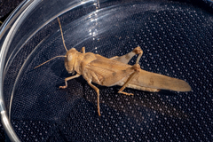 Dissosteira spurcata