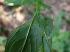 Epilobium obscurum