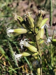Silene oregana