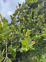 Schultesianthus coriaceus