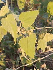 Abutilon abutiloides