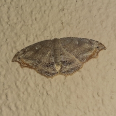 Coelurotricha curvilinea