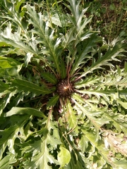 Carlina acanthifolia