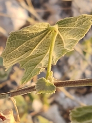 Abutilon abutiloides