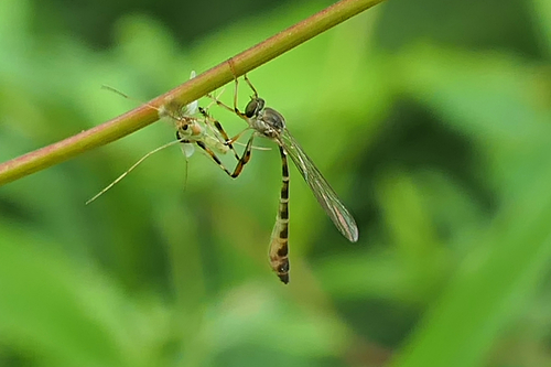 Ringed Pixie photo 2