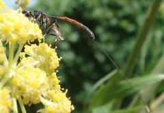 Gasteruption caucasicum