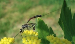 Gasteruption caucasicum