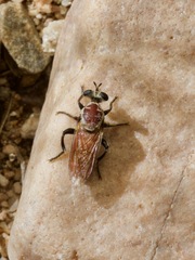 Cerotainiops