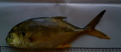 Caranx caninus