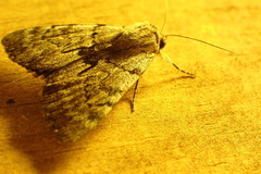 Catocala sordida
