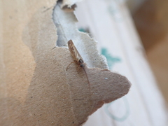 Limnephilus auricula