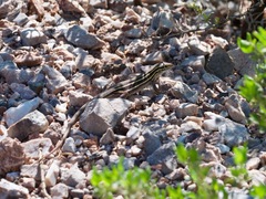 Aspidoscelis sonorae