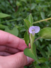 Commelina pallida