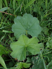 Alchemilla crinita